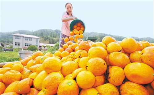 夯实乡村繁荣的三大基础