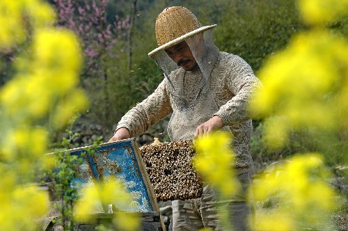 3月24日,一名养蜂人在安顺市七眼桥镇本寨村的油菜地里放蜂.