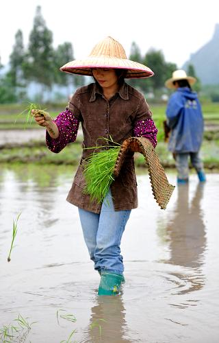 广西受旱农民抢时补播春种缺损面积