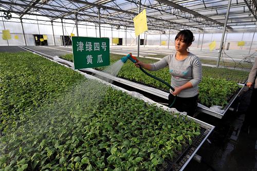 在山西省孝义市胜溪新村温室育苗中心,工作人员在给黄瓜苗浇水