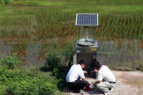 5月20日,四川省内江市东兴区农业局技术人员在稻田边查看虫害监控情况。新华社发(兰自涛 摄)