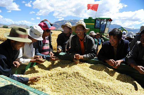 9月5日,西藏日喀则地区白朗县巴扎乡金嘎村的村民看着丰收的青稞