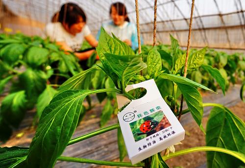 北京启动蔬菜安全绿色防控