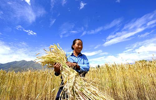 西藏农牧民收入连续7年两位数增长