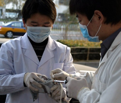 北京免费为居民家养鸽子注射预防禽流感疫苗