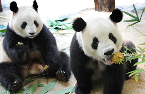 大熊猫吃月饼过中秋