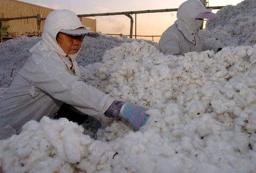 新疆阿克苏市棉花收购价格超过6元
