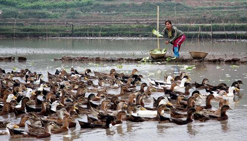 水产畜牧业成广西农业首个超千亿元产业