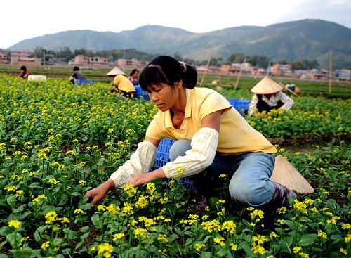 广西钦州农民掀起蔬菜种植热潮