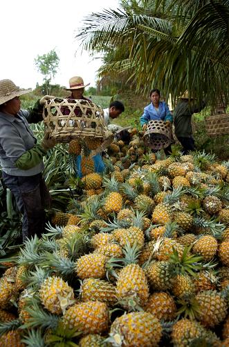 海南:菠萝滞销+果农亏损