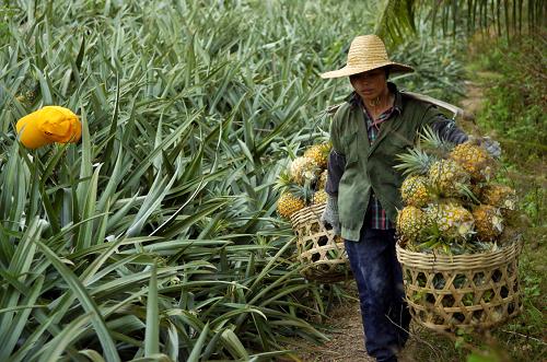 海南:菠萝滞销 果农亏损