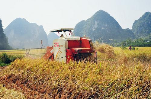 广西靖西种植的万亩晚稻已进入成熟收割季节