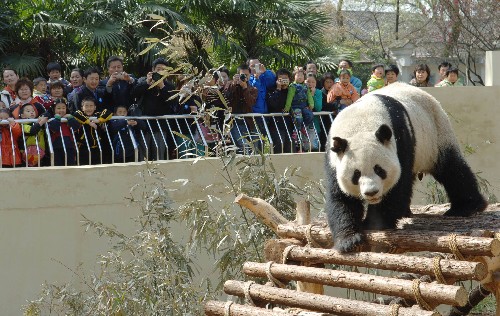 来自四川成都的大熊猫"哈兰"在无锡动物园与游客见面.新华社发
