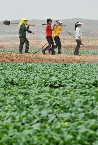 宁夏供应香港蔬菜基地种植面积突破8万亩