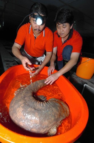 贵州岩下农民养殖娃娃鱼形成规模