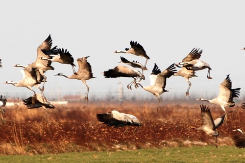 大批候鸟飞抵江苏盐城湿地