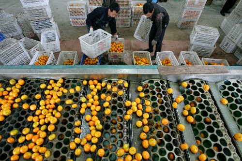 宜昌柑橘销售回暖