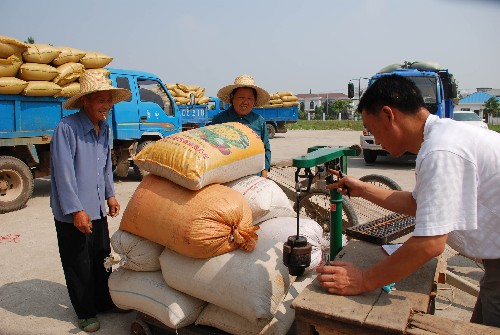安徽芜湖开磅收购小麦
