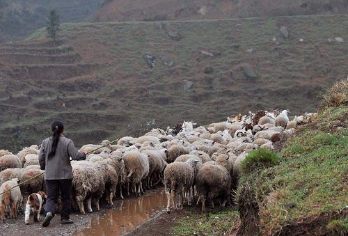 降雨给贵州畜牧业带来生机