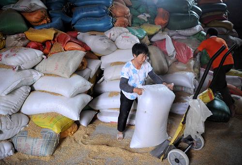 8月19日,江西南昌县向塘镇金谷园粮食加工厂员工在仓库搬运稻谷.