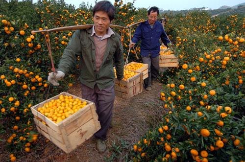 江西南丰蜜橘首次出口欧盟