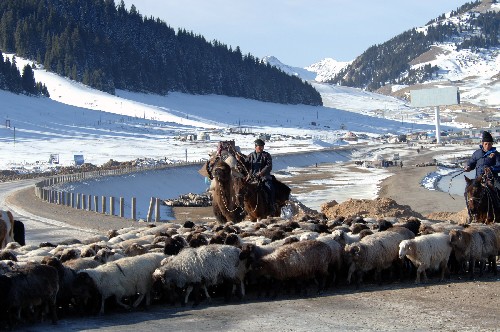 新疆伊犁向畜牧业强州迈进