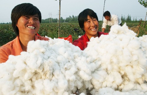 太空育种棉花喜获丰收