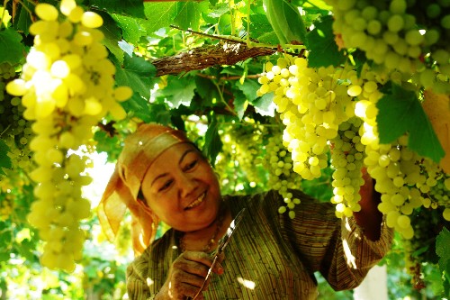吐鲁番葡萄喜获丰收