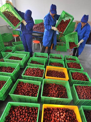 宁夏农产品加工企业2009年销售收入超过10亿