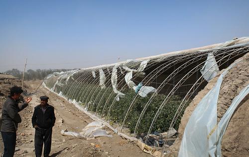 大风侵袭吐鲁番 农业设施受损