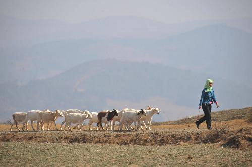 贵州旱情持续 畜牧业受重创