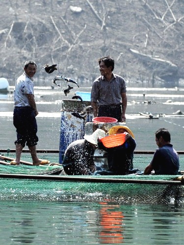 广西龙滩库区移民转渔民创出产值超亿元