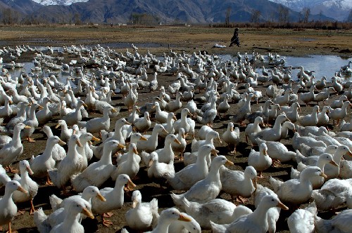 西藏农民养鸭增加收入