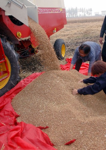 江苏泰州小麦开收