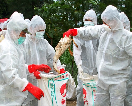 广东江门市新会区发生一起高致病性禽流感疫情