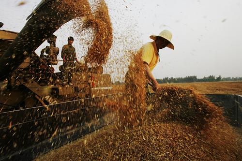 河南省小麦收割近半
