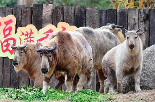 濒危动物金毛羚牛亮相广州香江动物园