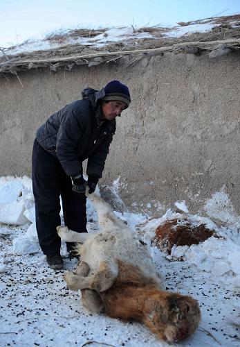 内蒙古启动一级应急响应抗击暴雪寒潮