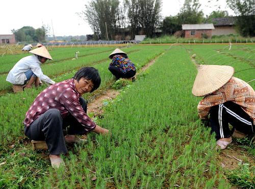 西钦州市康熙岭镇长坡村农民在育种松树苗。