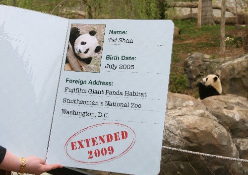 熊猫宝宝泰山留美时间延长两年