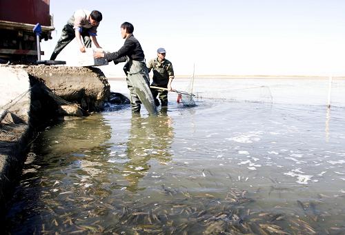全国最大内陆淡水湖鱼种投放顺利进行