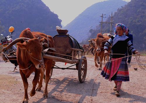 一位苗族妇女赶牛车运水归来(2月28日摄)