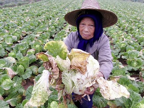 问题蔬菜影响广西南宁本地产大白菜销售
