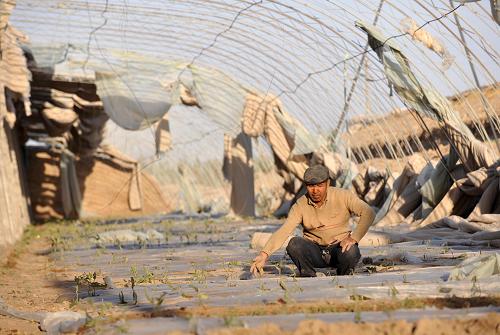 新疆吐鲁番地区发生罕见大风天气 农业受灾严