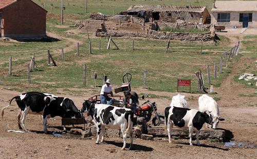 旱灾造成内蒙古农牧区大面积绝收