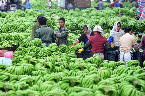 广西推动香蕉流通 保障蕉农利益