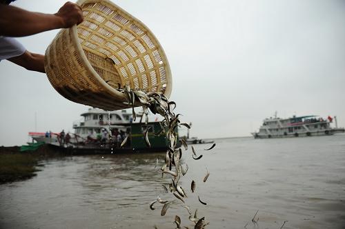 长江中下游五省放流鱼苗修复渔业资源