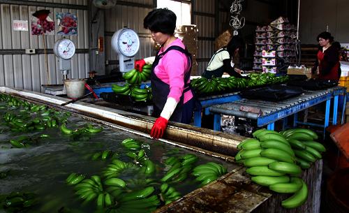 台湾蕉农感谢ECFA零关税带来福祉