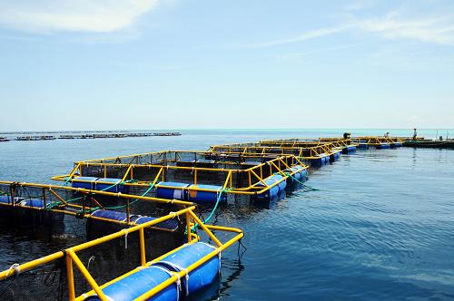 深水网箱养殖:南海渔民的新致富经
