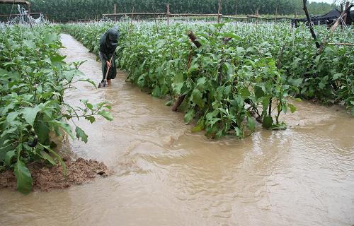 山东局部强降雨致大面积农田受灾
